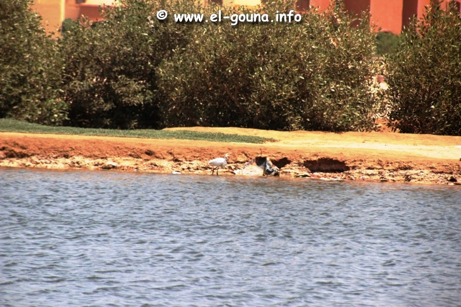 El Gouna Fishfarm 3686